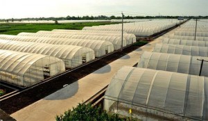 種養結合循環農業建設是促進農業循環經濟發展的需要