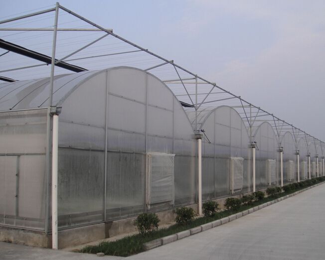 連棟薄膜溫室